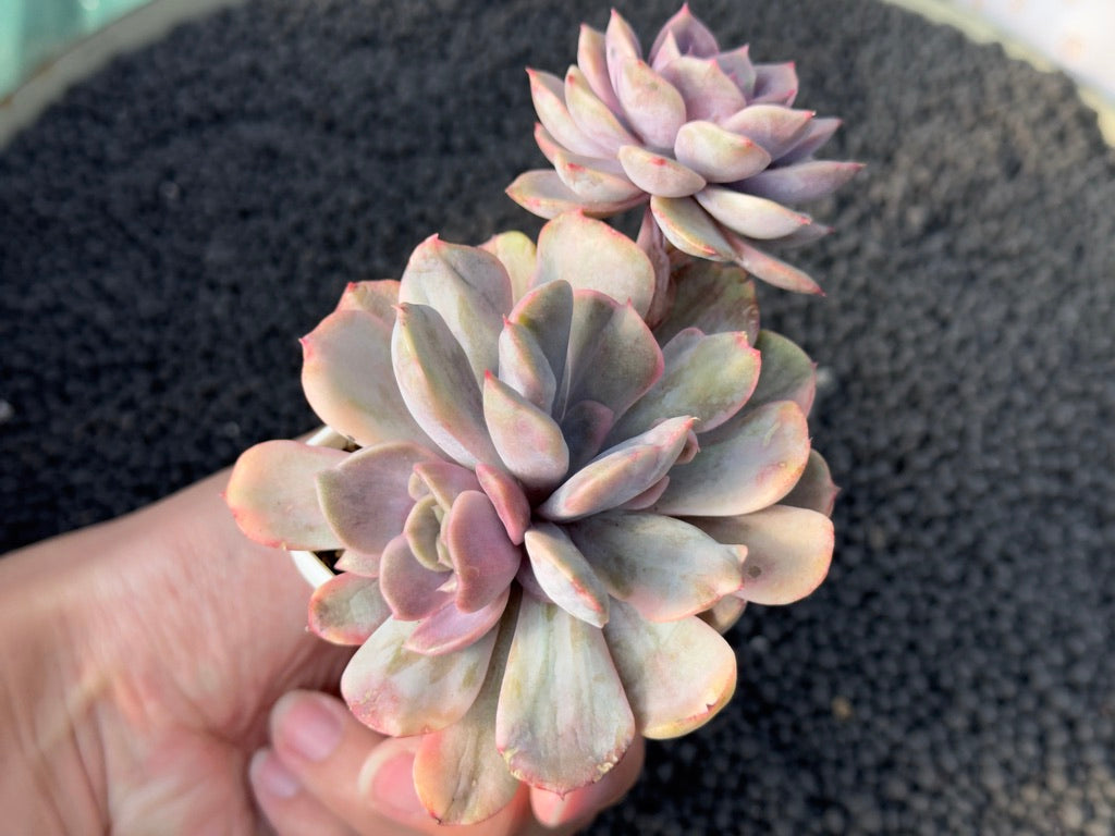 Variegated Echeveria Pink Funky Korean Succulent Plant