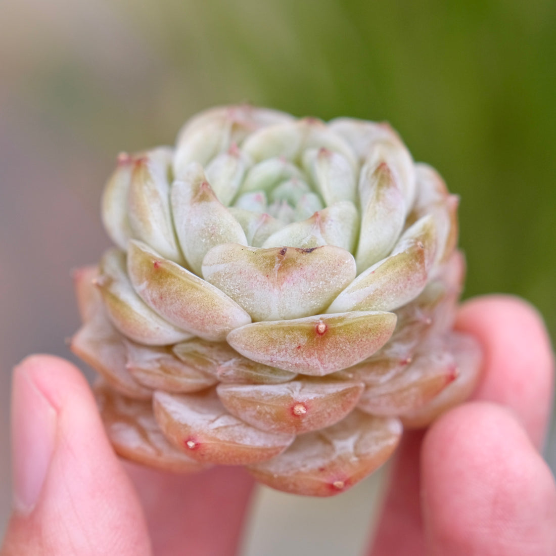 Echeveria Pure Love Korean Succulent Plant Changhee hybrid