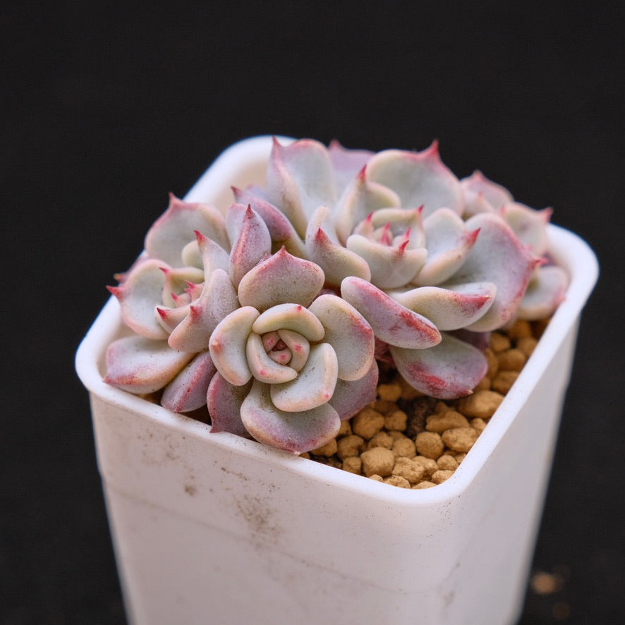 Echeveria Kiss Me small cluster Korean Succulent Plant
