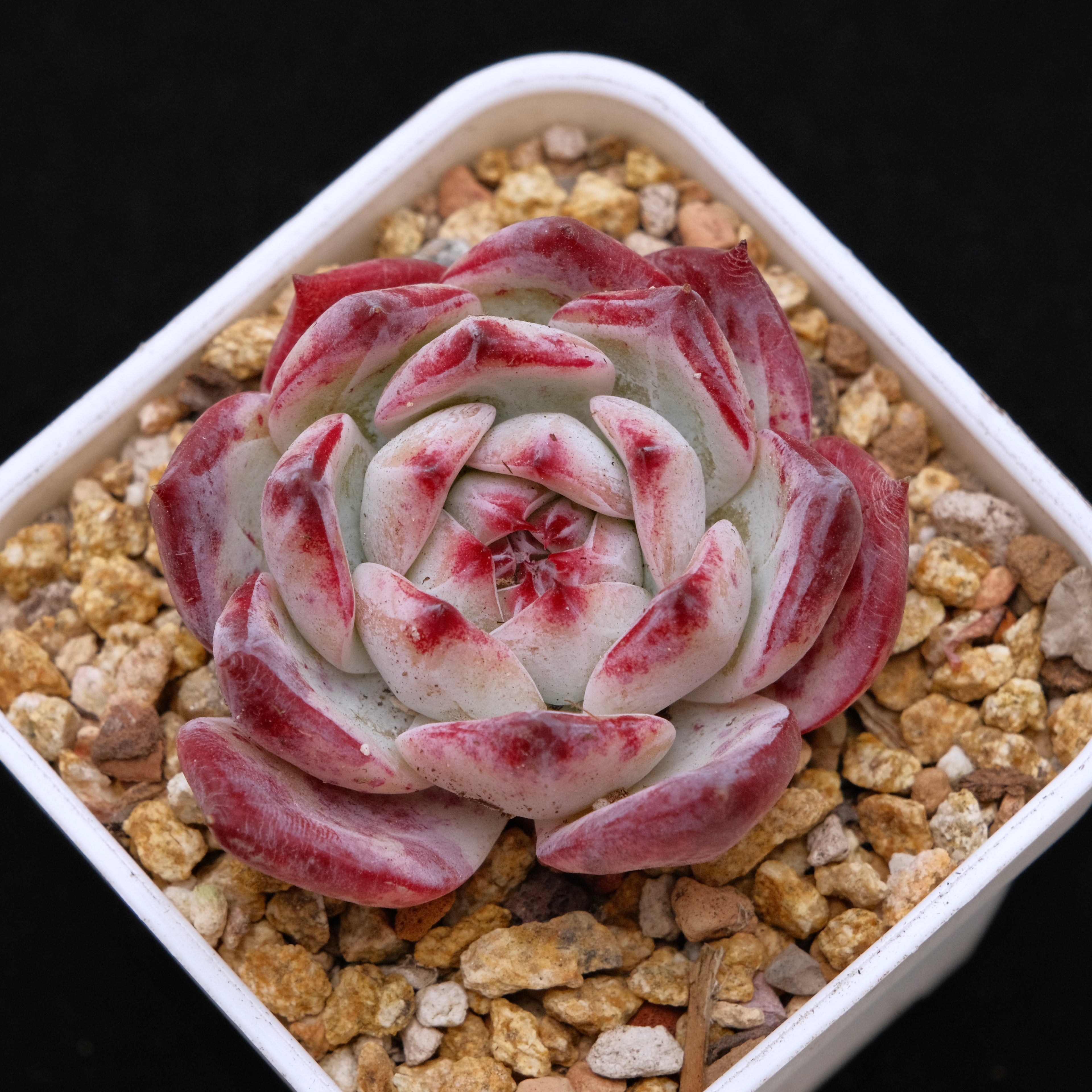 Echeveria Colorabin Korean Succulent Plant