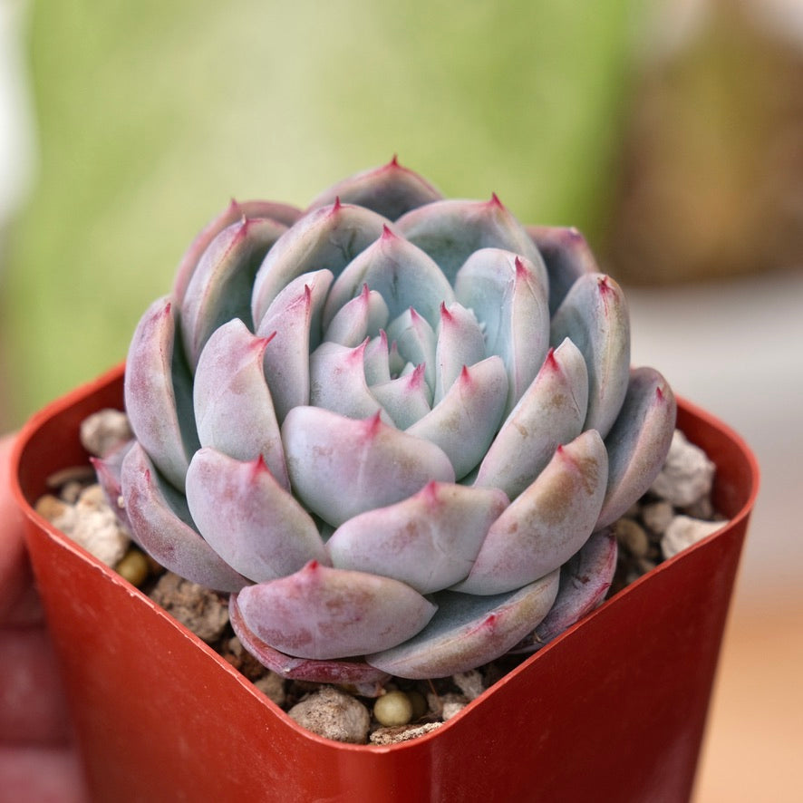 Echeveria Purple Ice Korean Succulent Plant