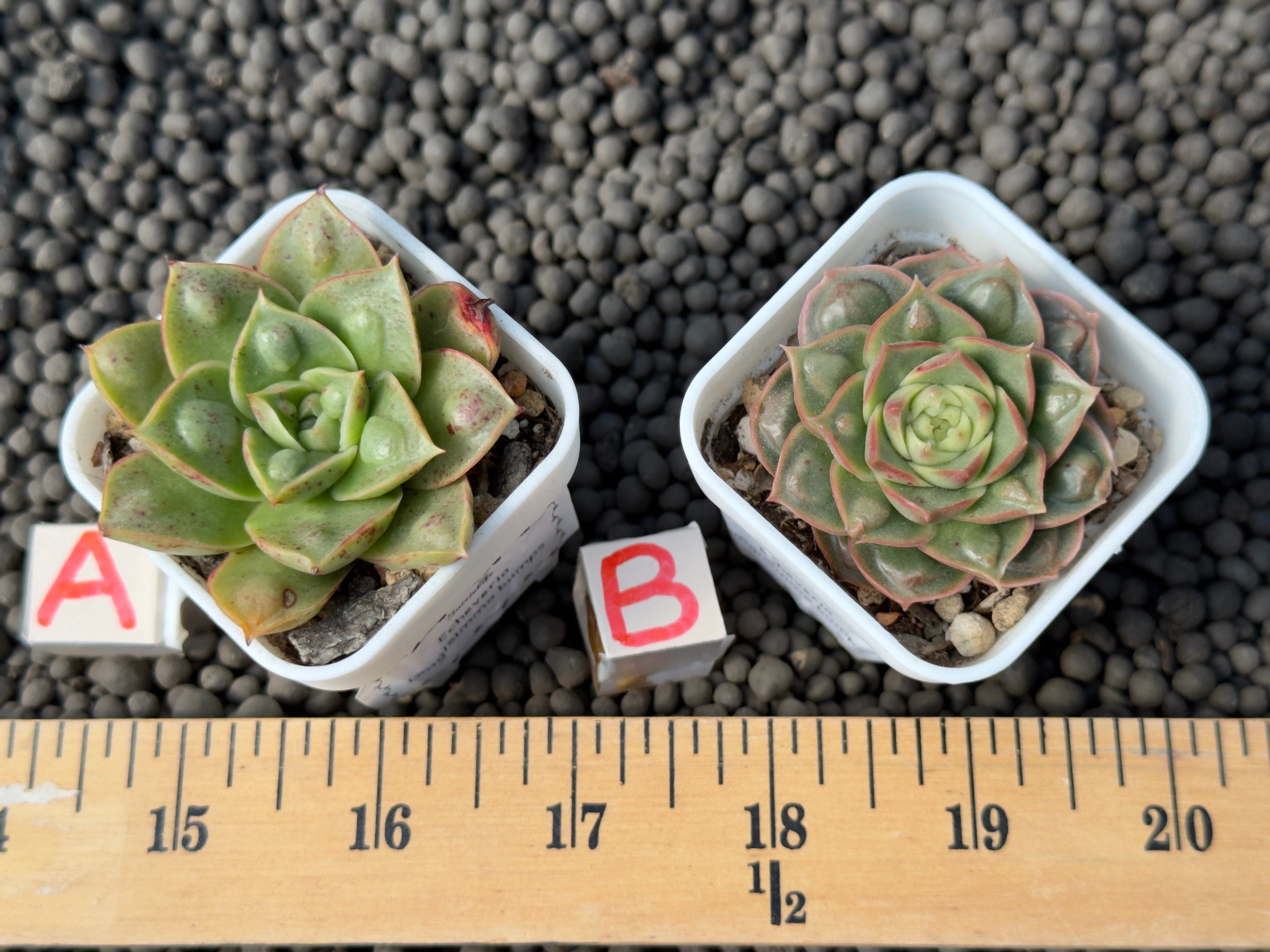 Echeveria Longissima Bumps Imported Succulent Plant