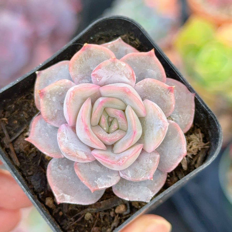 Echeveria Orion Succulent Plant