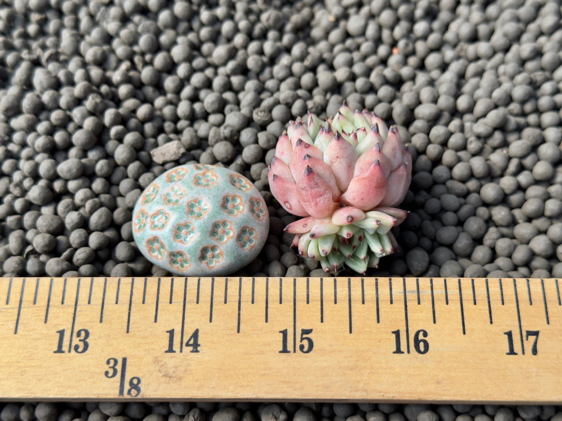 Echeveria zaragoza Korean Succulent Plant