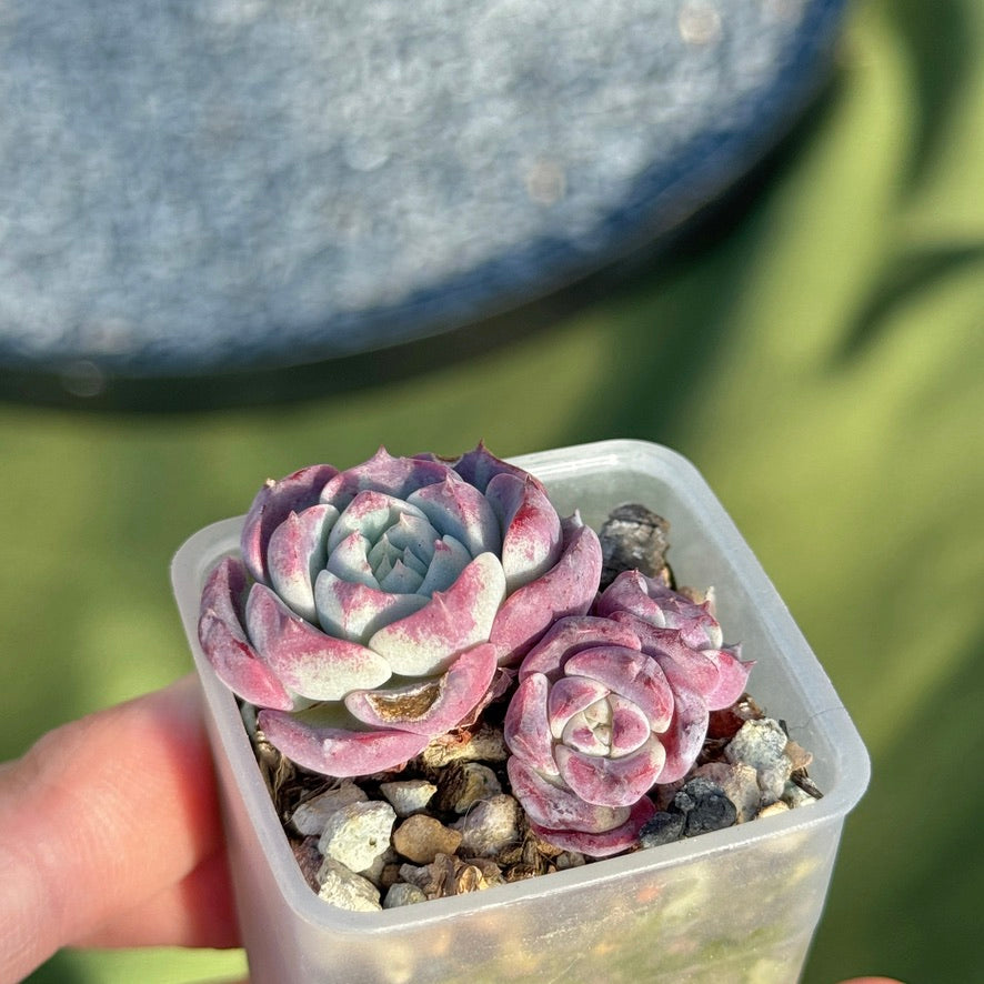 Echeveria Red Sun Korean Succulent Plant Changhee hybrid