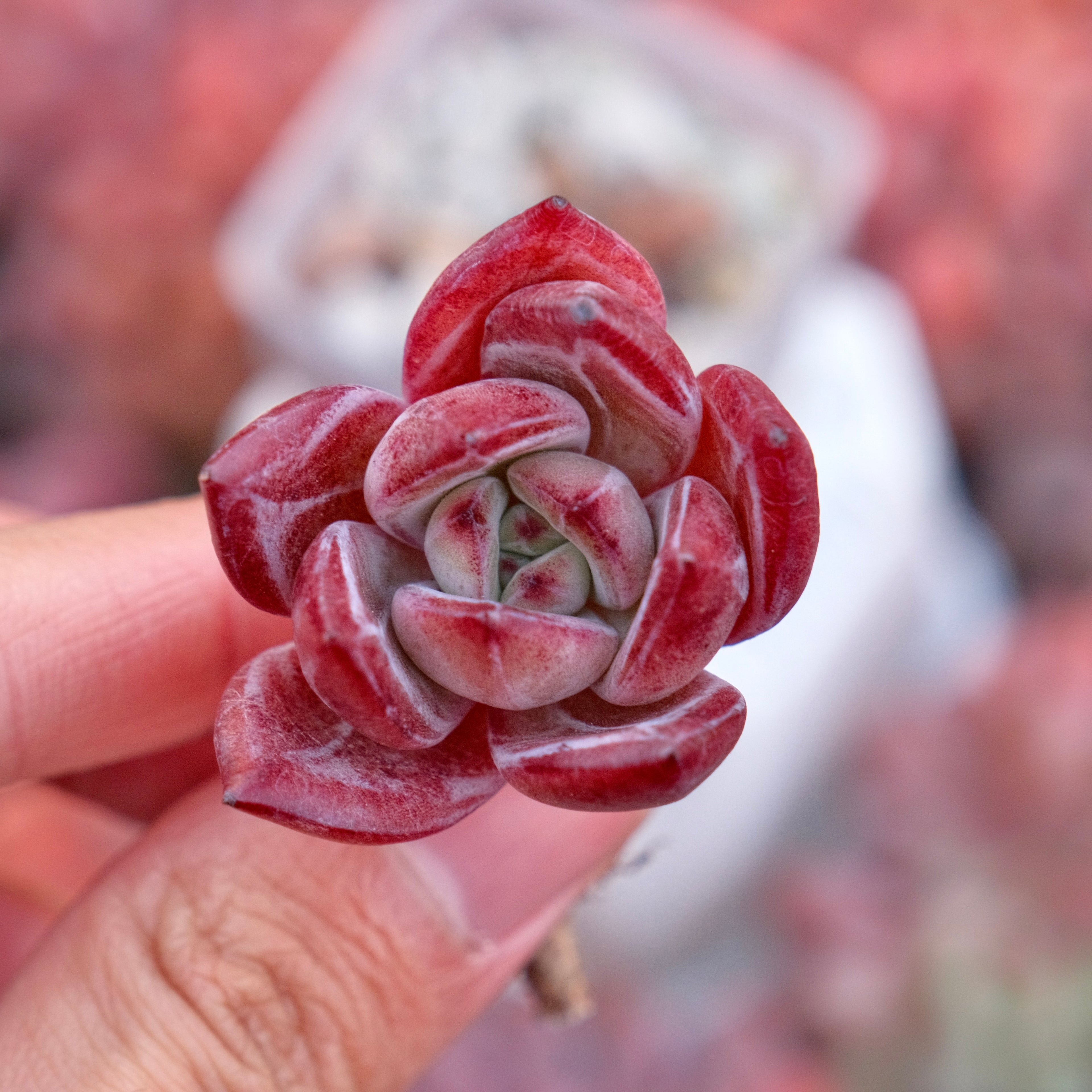 Echeveria Elisab Korean Succulent Plant