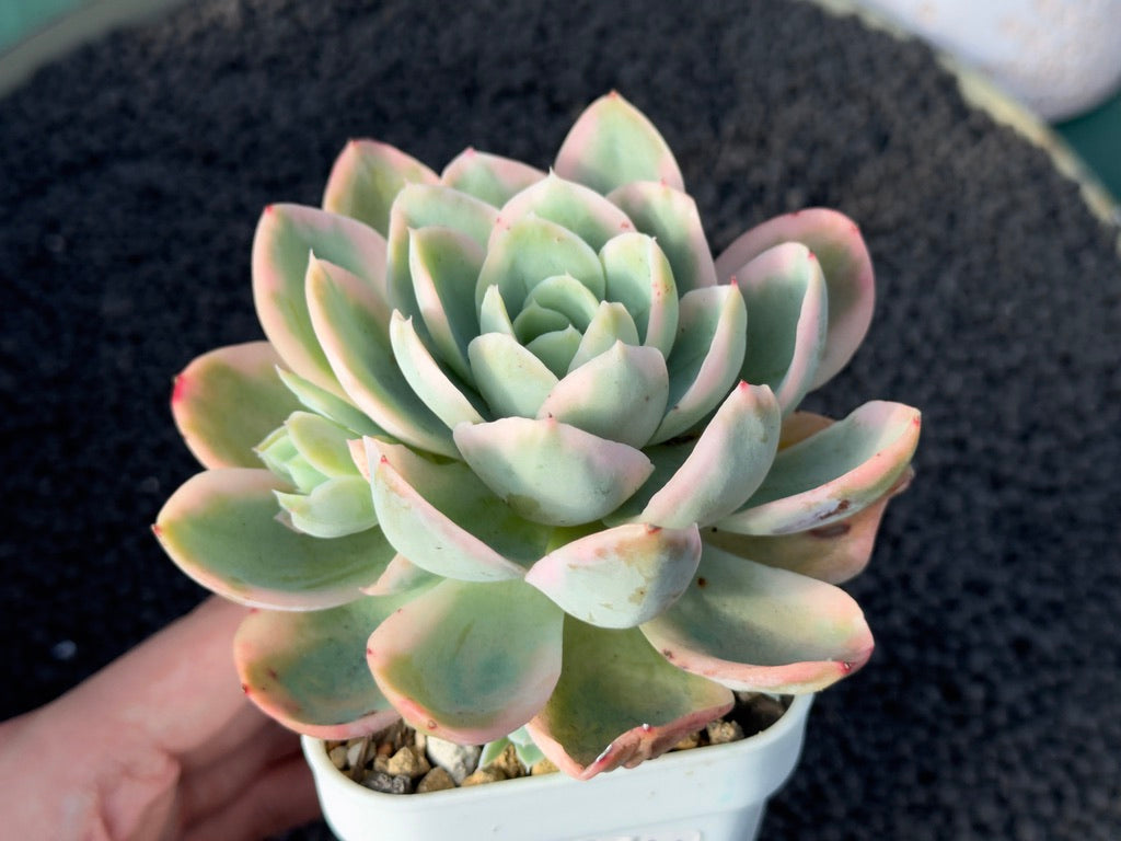 Variegated Echeveria Pink Vera Korean Succulent Plant