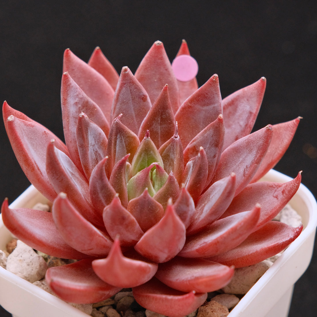 Echeveria Let&