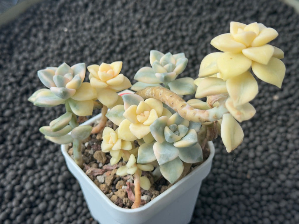 Variegated Gratpoveria Titubans Imported Succulent Plant