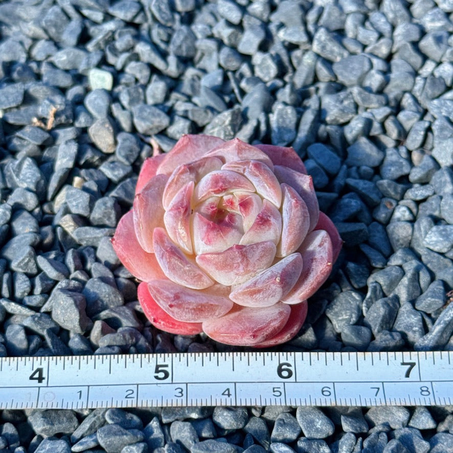 Echeveria Rosé Succulent Plant E