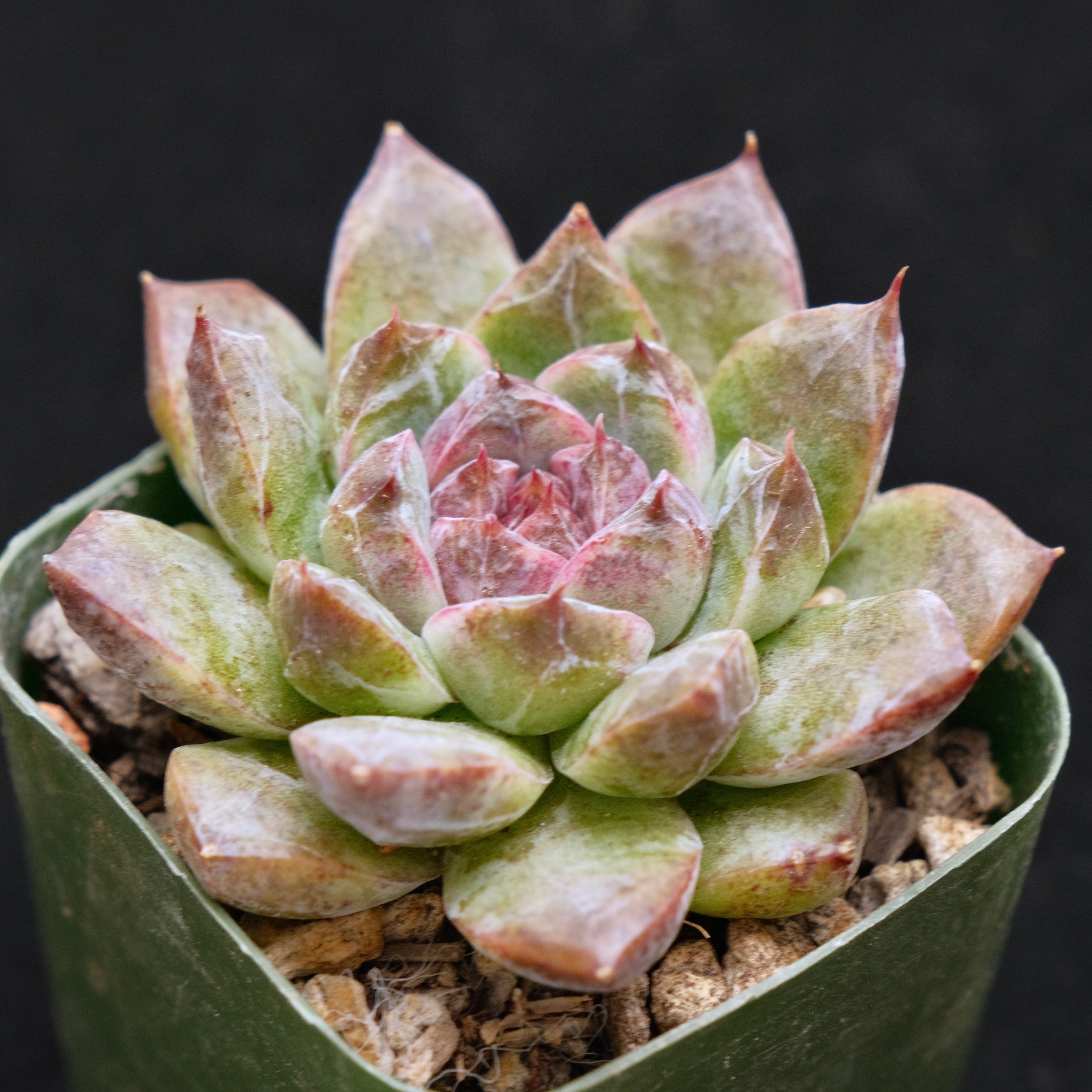 Second Gen. Echeveria Black Crystal Korean Succulent Plant