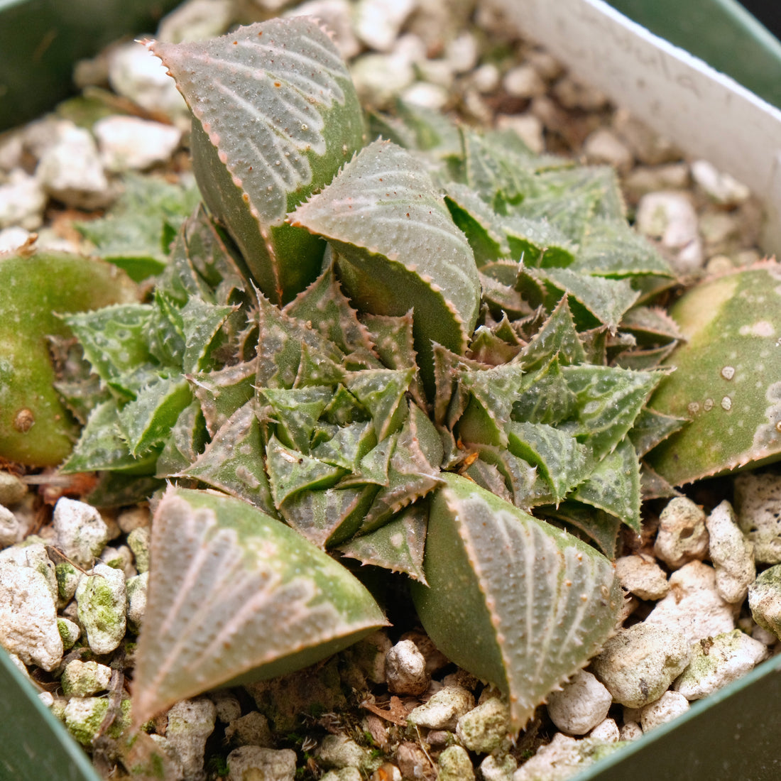 Jim Smith Haworthia Hybrid Succulent Plant