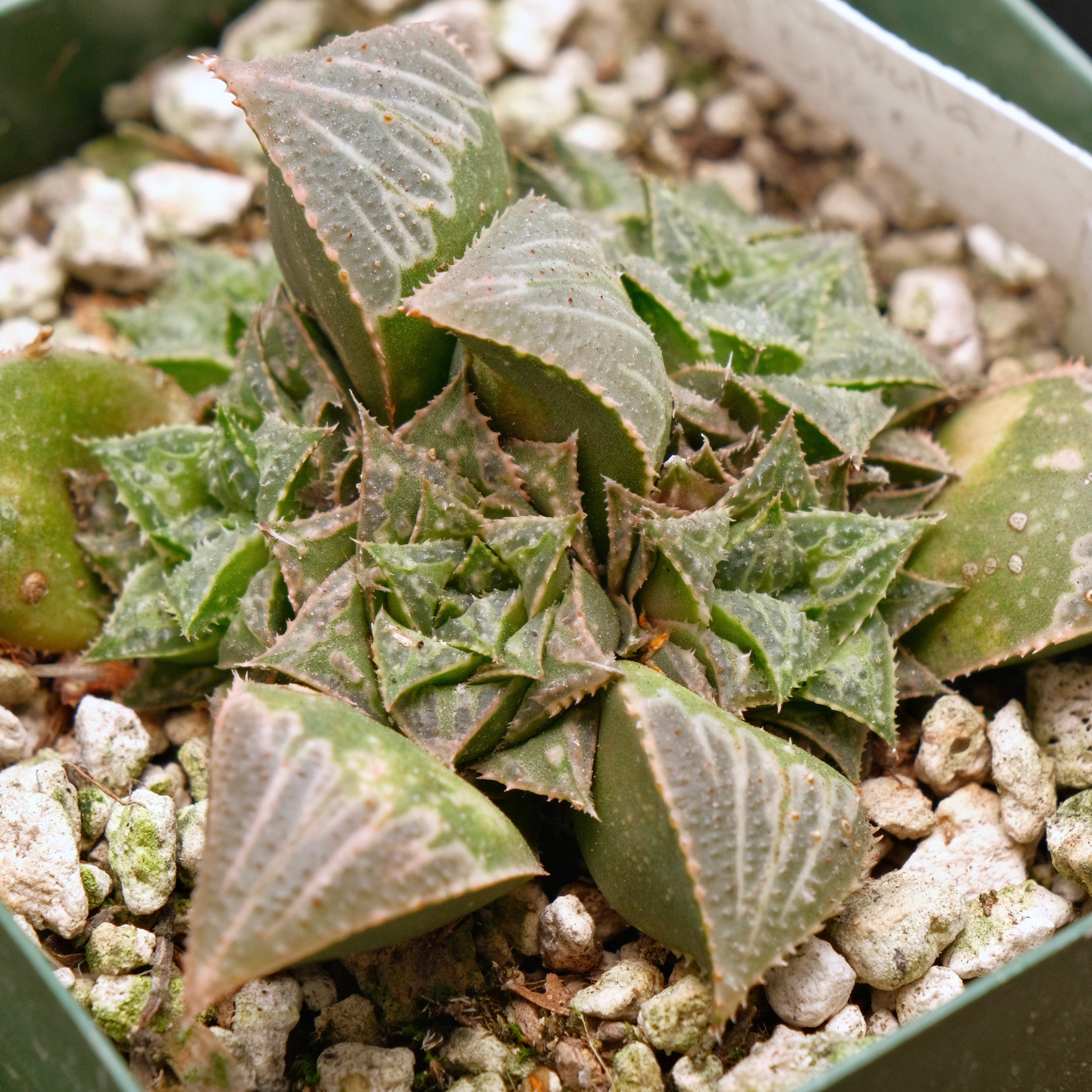 Jim Smith Haworthia Hybrid Succulent Plant