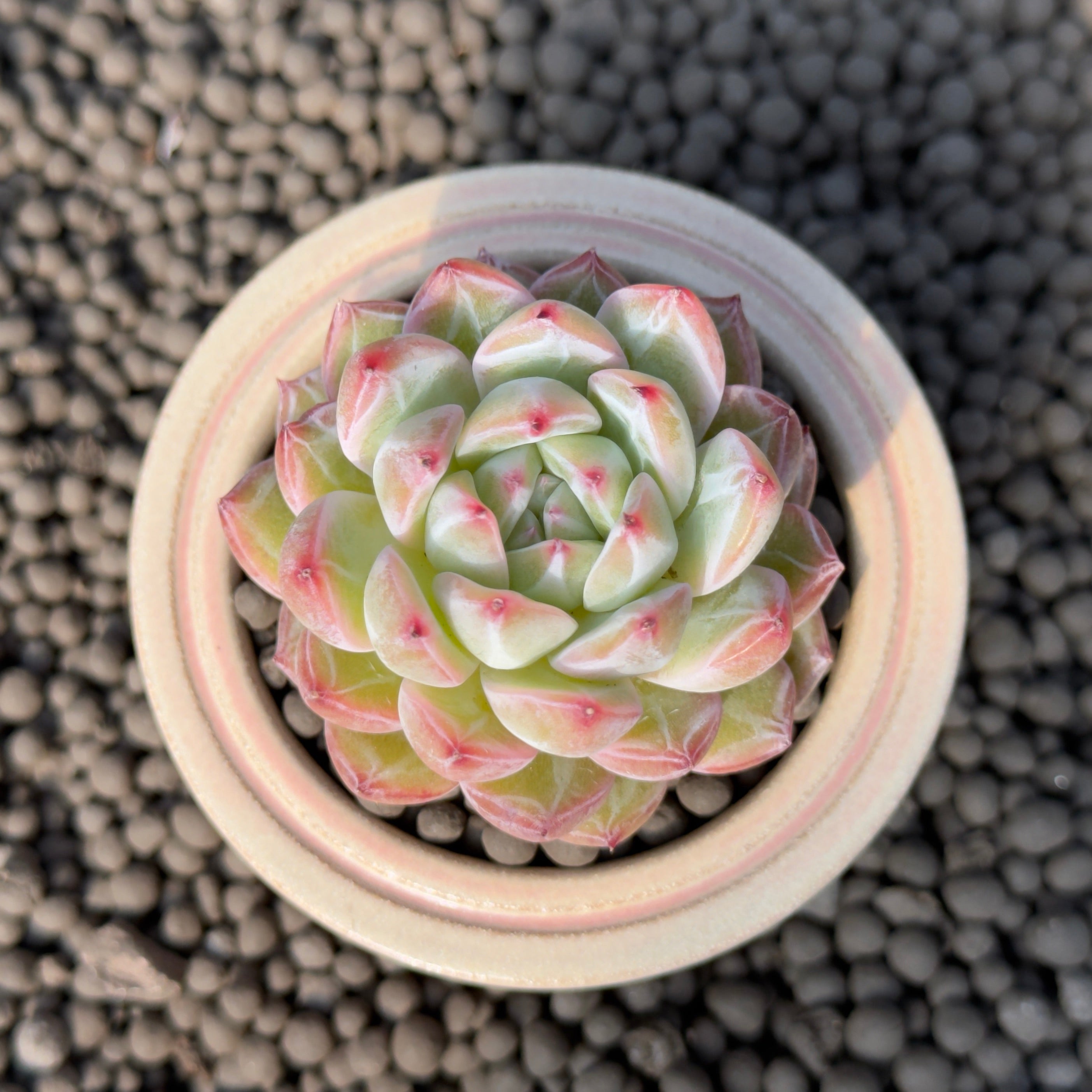 Echeveria Snowflake Jelly Korean Succulent Plant