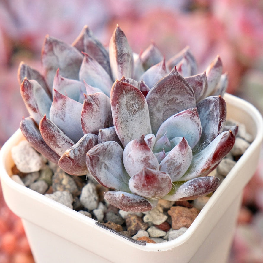 Echeveria Black Sabbath Cluster Korean Succulent Plant