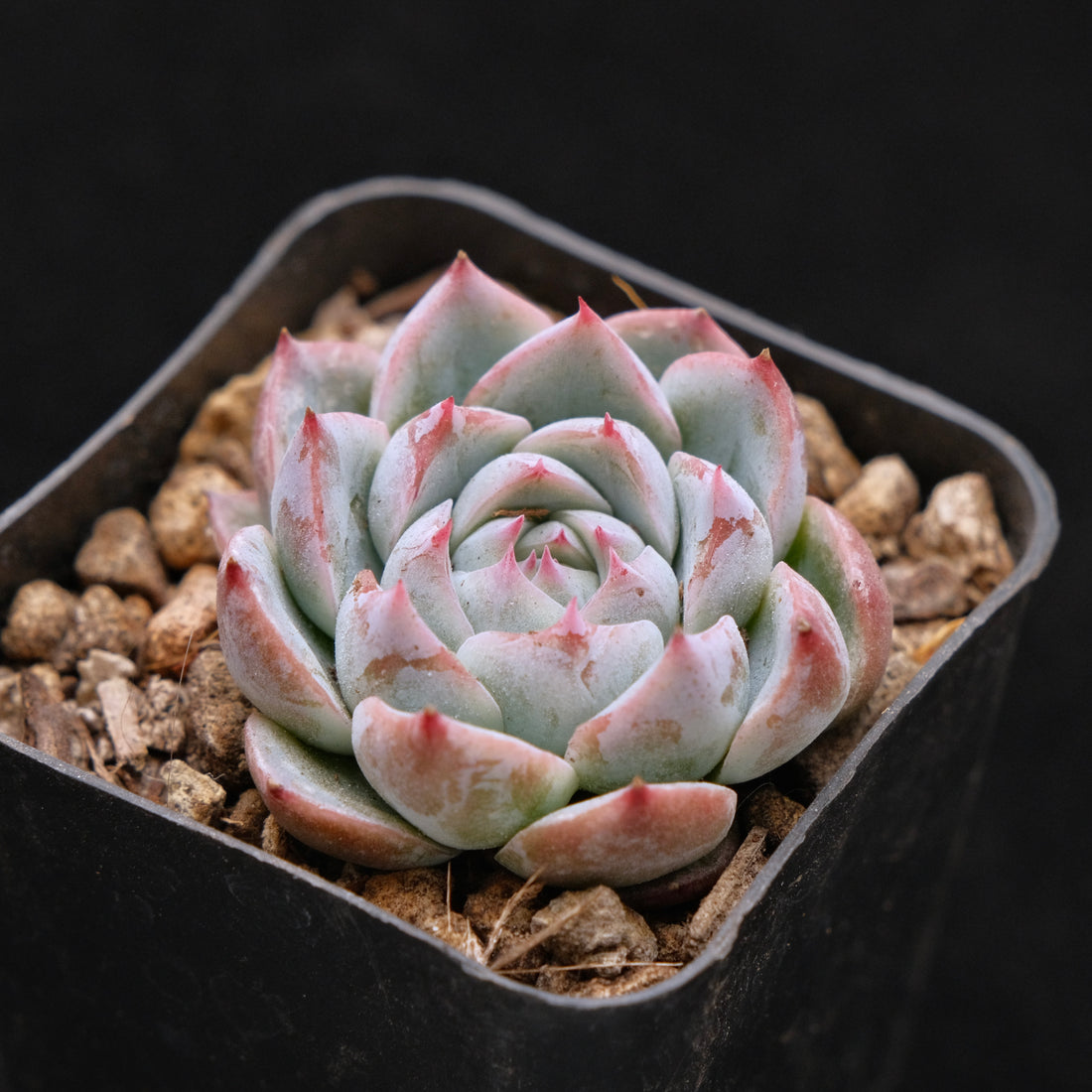 Echeveria Pole Dance Korean Succulent Plant