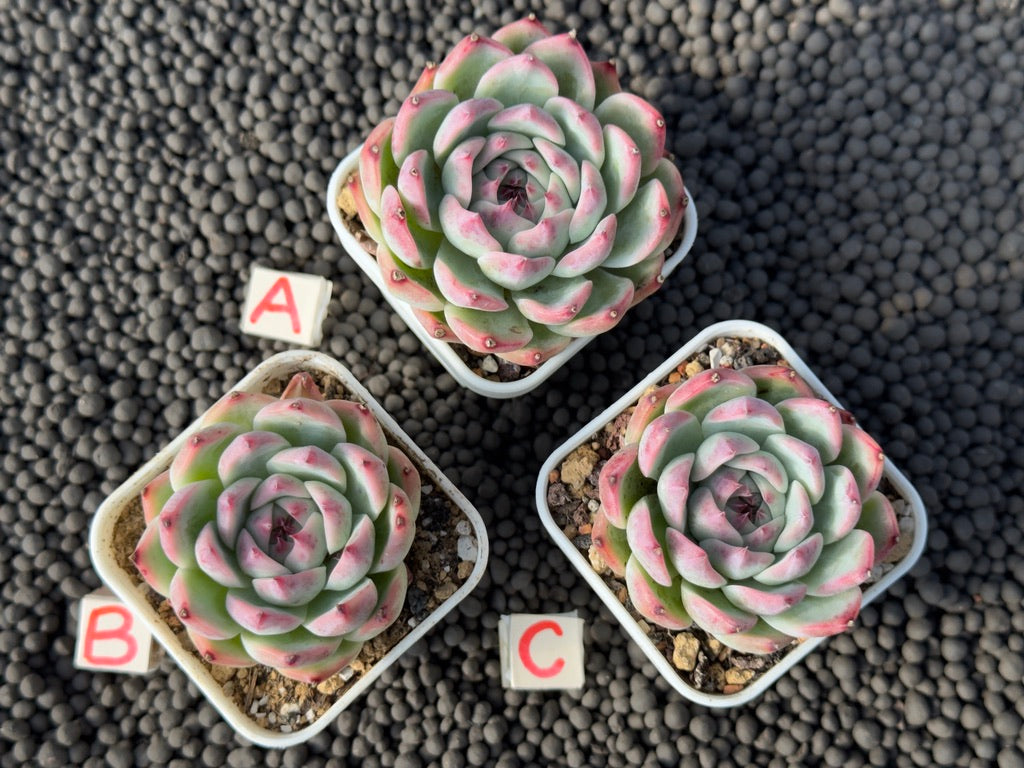 Echeveria colorata hybrid Imported Succulent Plant