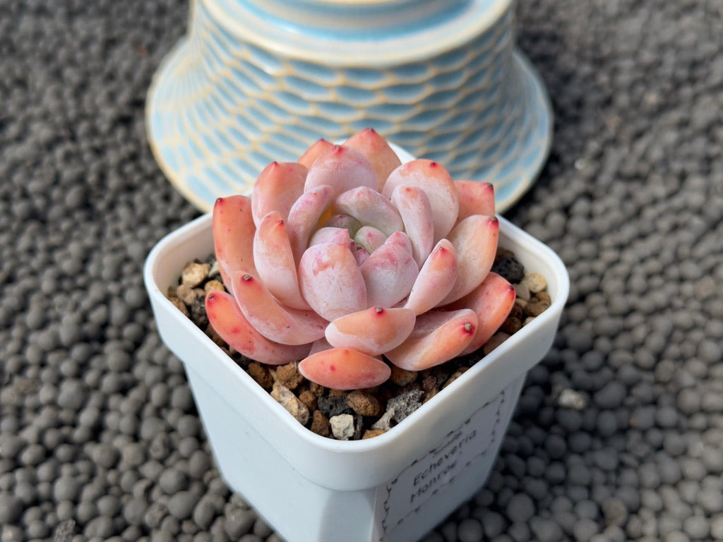 Echeveria Monroe Korean Succulent Plant