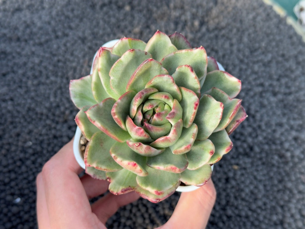 Variegated Echeveria Dark Pamela Korean Succulent Plant