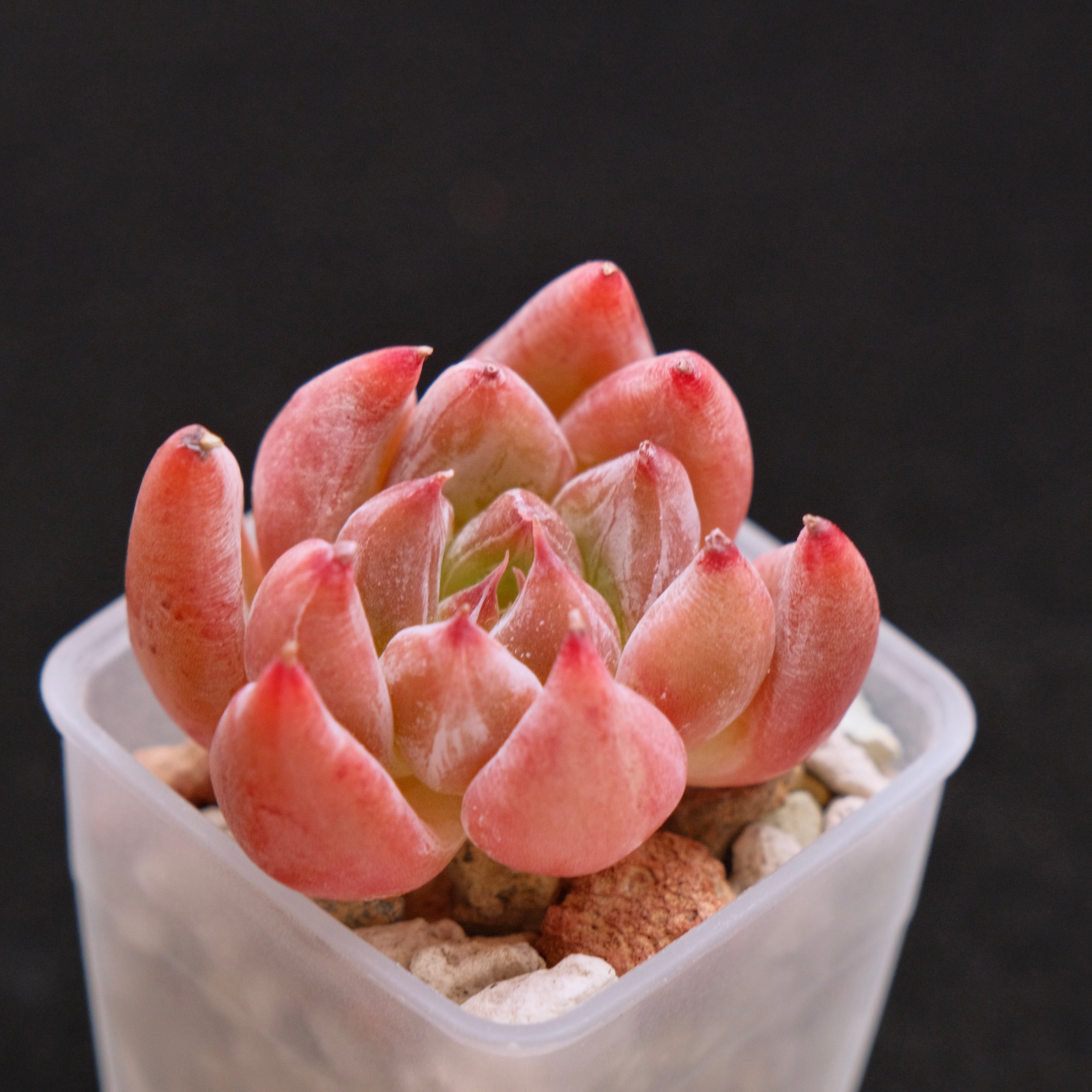 Echeveria Peña Korean Succulent Plant