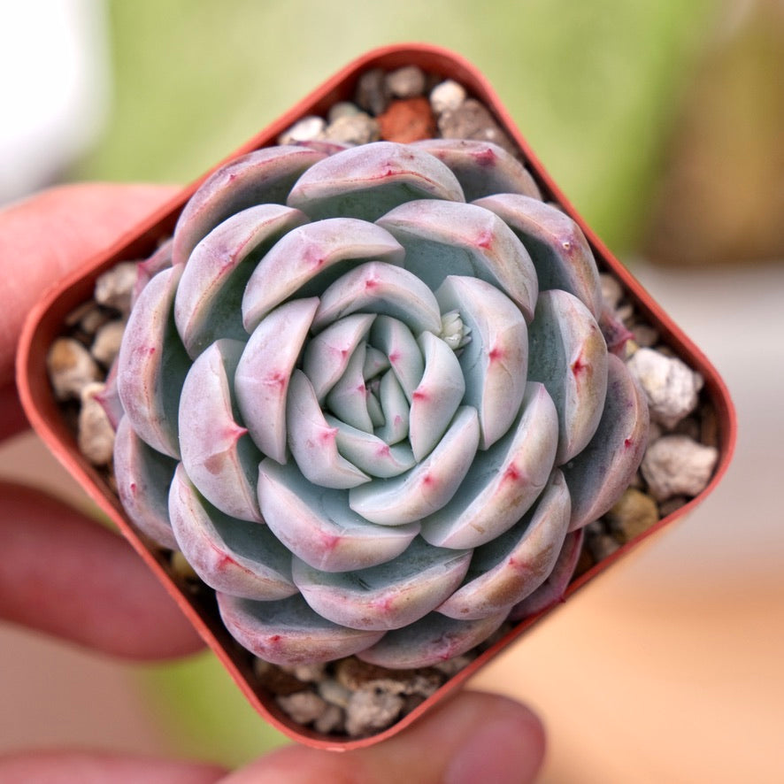 Echeveria Purple Ice Korean Succulent Plant
