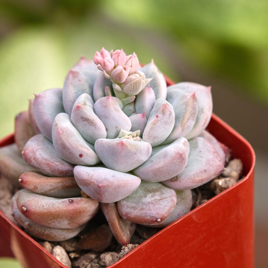 Echeveria Apple Pink Rare Korean Succulent Plant