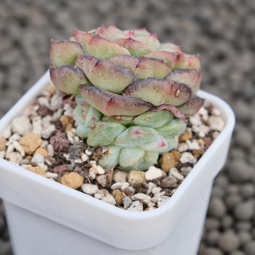 Echeveria Black Orange Succulent Plant