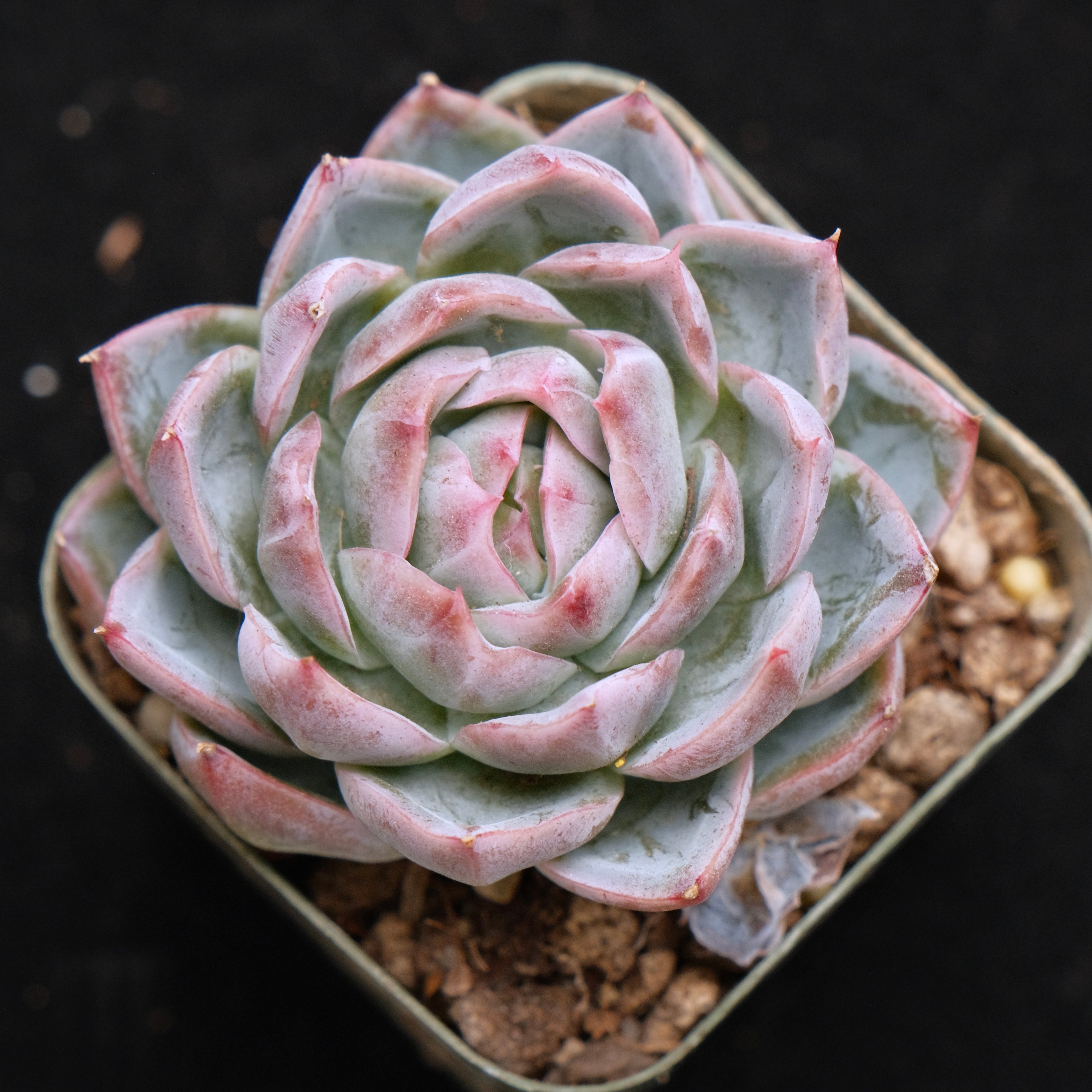 Echeveria Purple Ice Korean Succulent Plant *Rare*