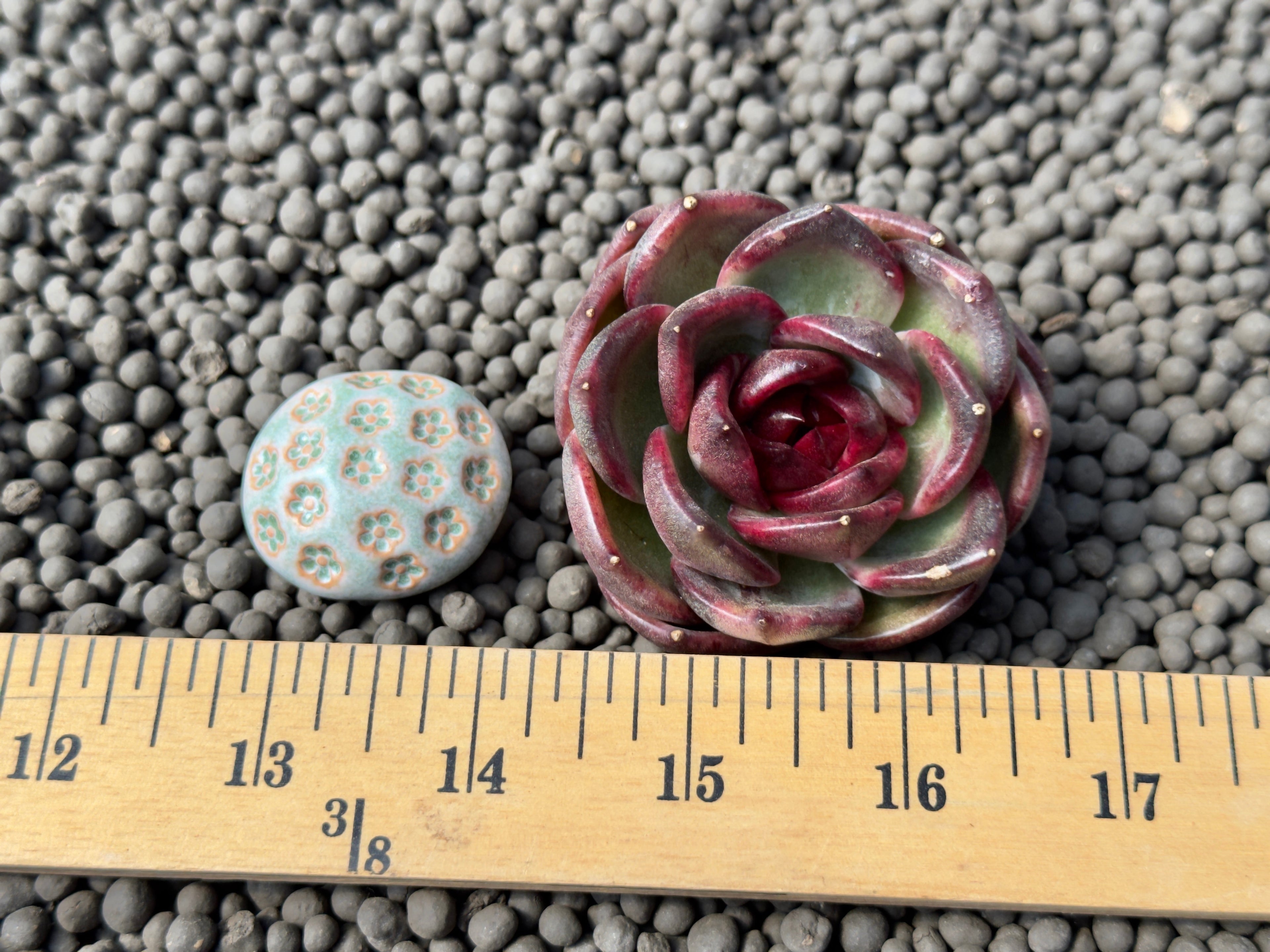 Echeveria Black Mink Korean Succulent Plant