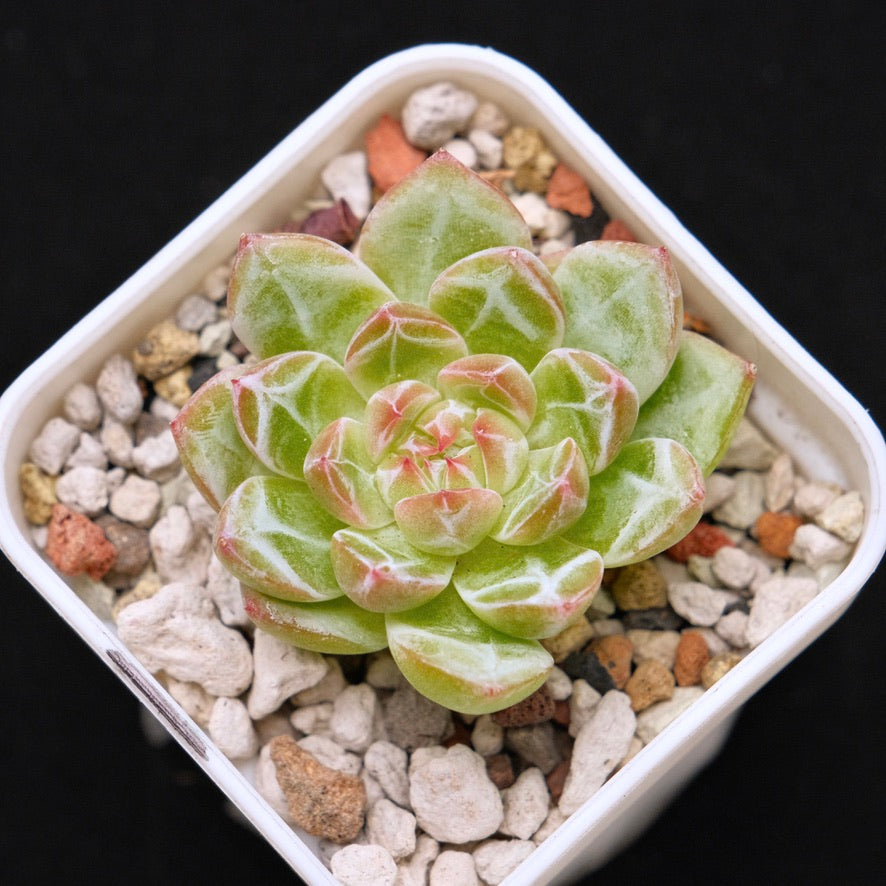 Echeveria Snowflake Jelly Korean Succulent Plant *Rare*