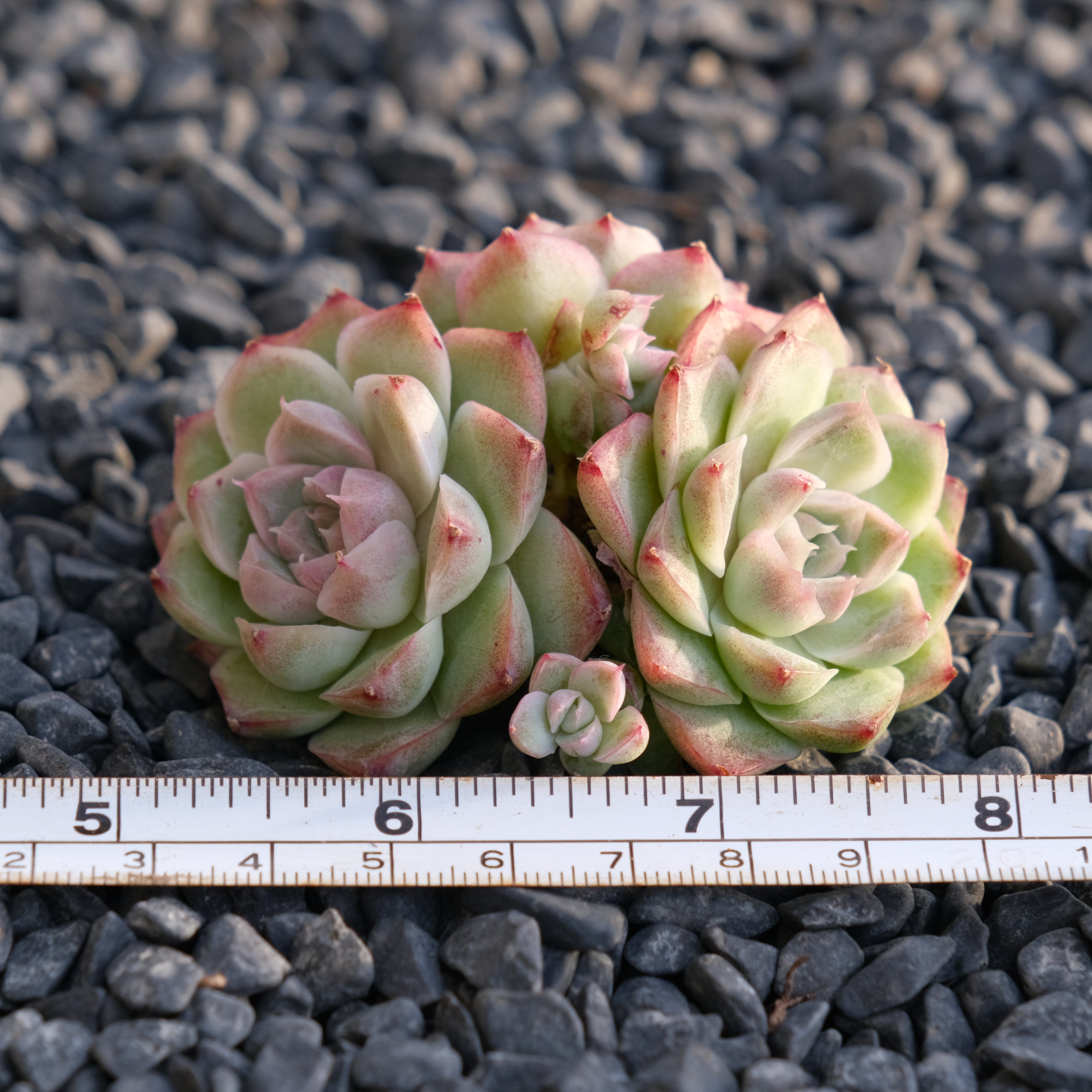 Echeveria Pink Shadow Korean Succulent Plant