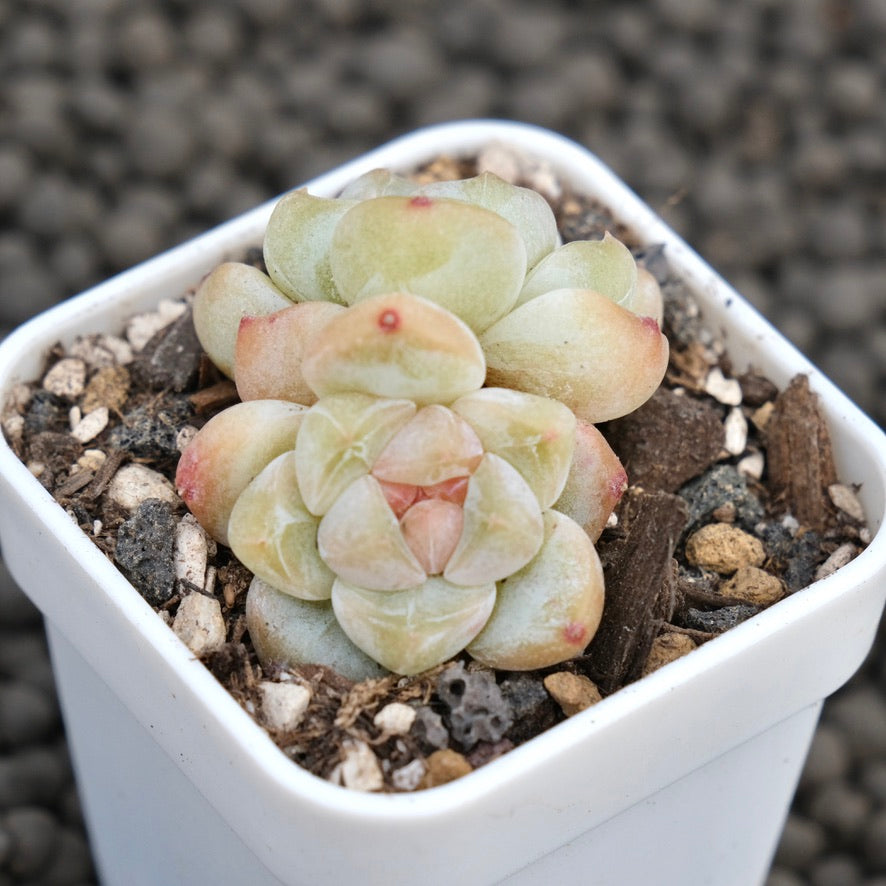 Echeveria Snow Orange Imported Succulent Plant
