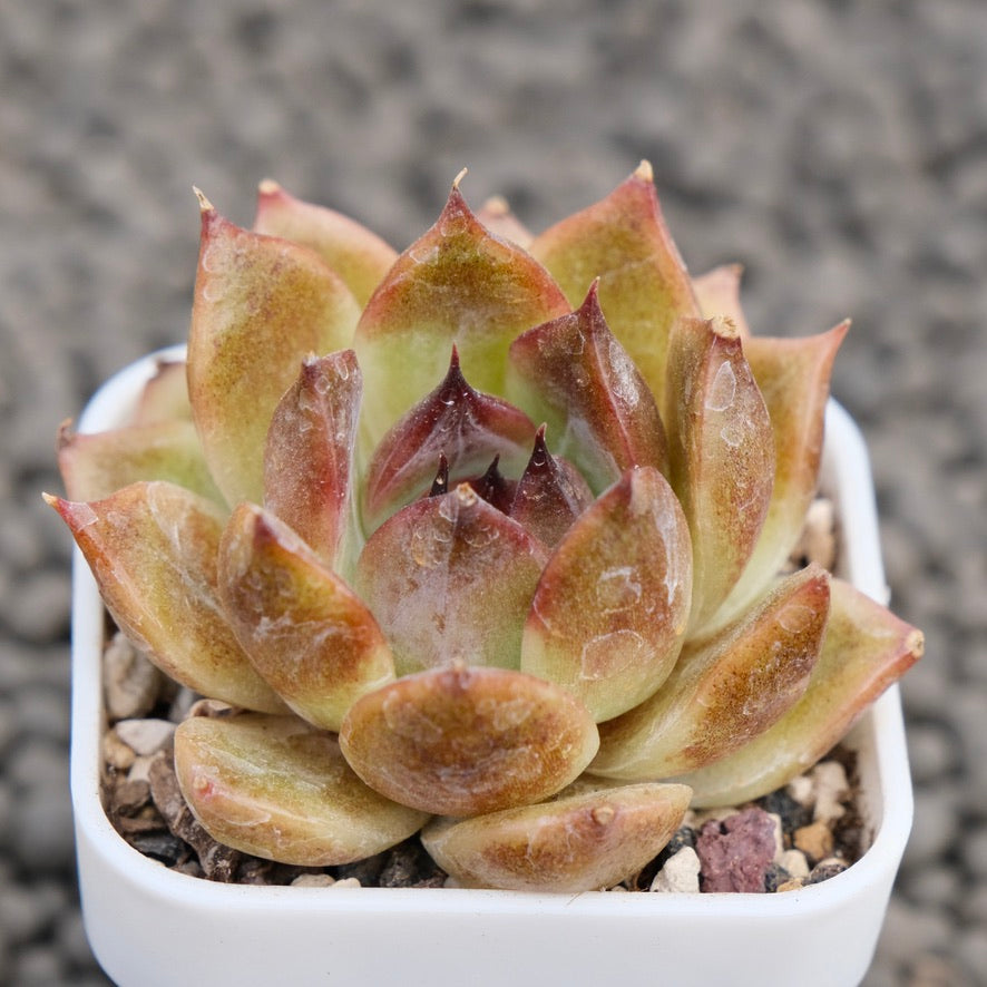 Echeveria Yuna Korean Succulent Plant