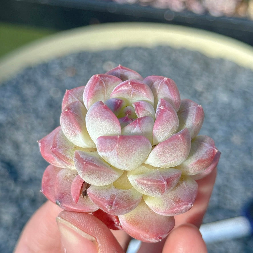 Echeveria Mystery Hybrid Succulent Plant B