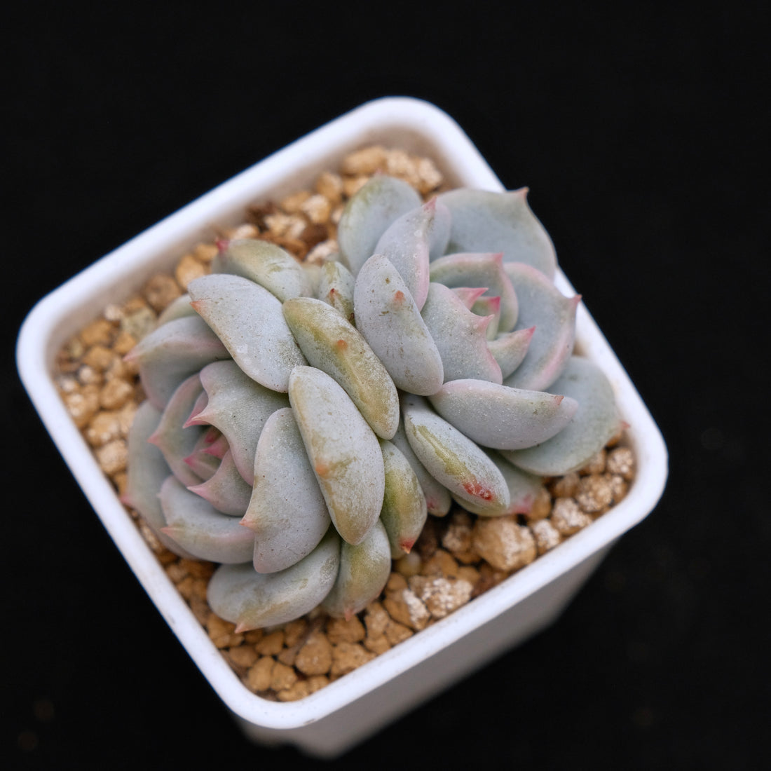 Echeveria White Sand Monroe Baby Korean Succulent Plant *Very Rare*