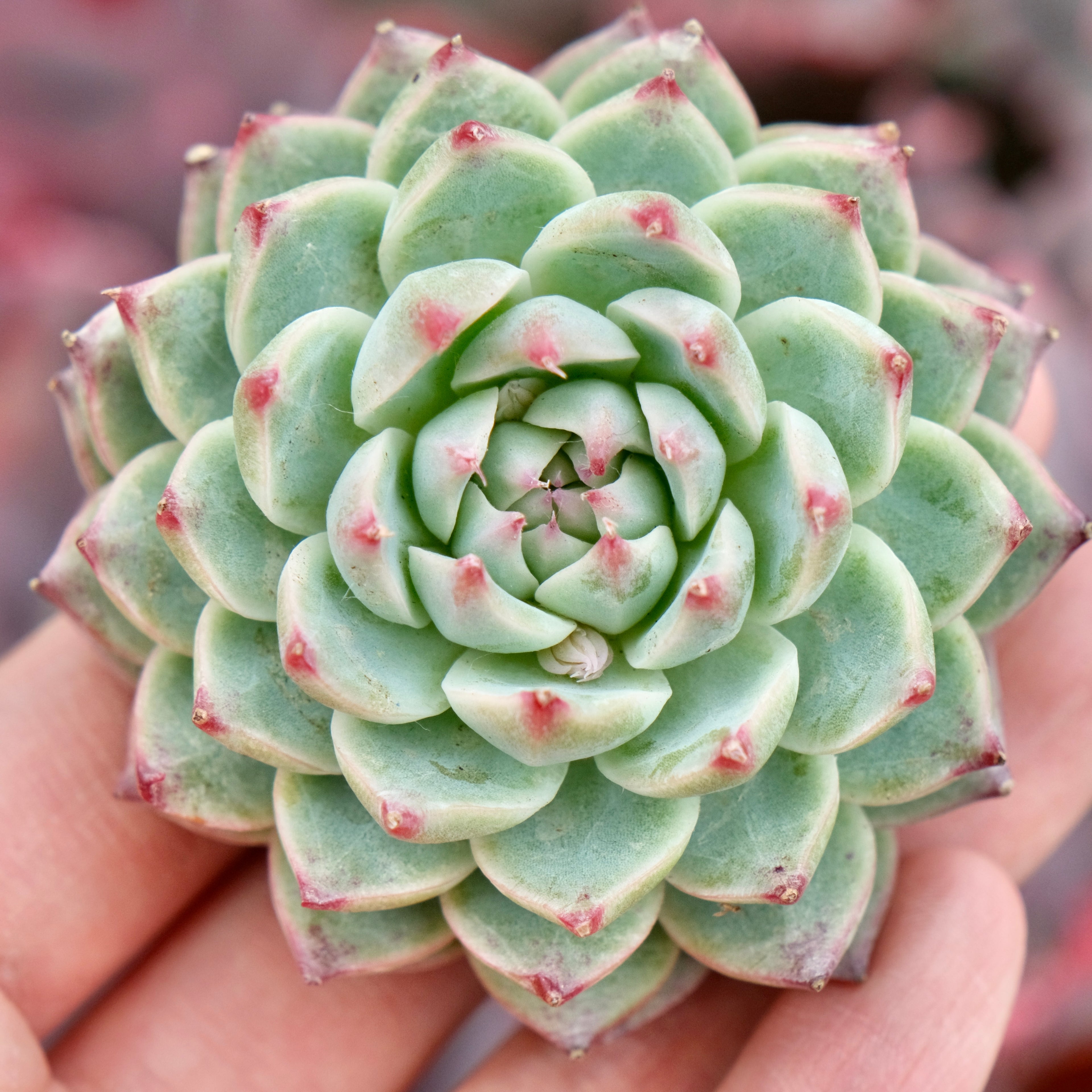 Echeveria Bing Chan Imported Succulent Plant