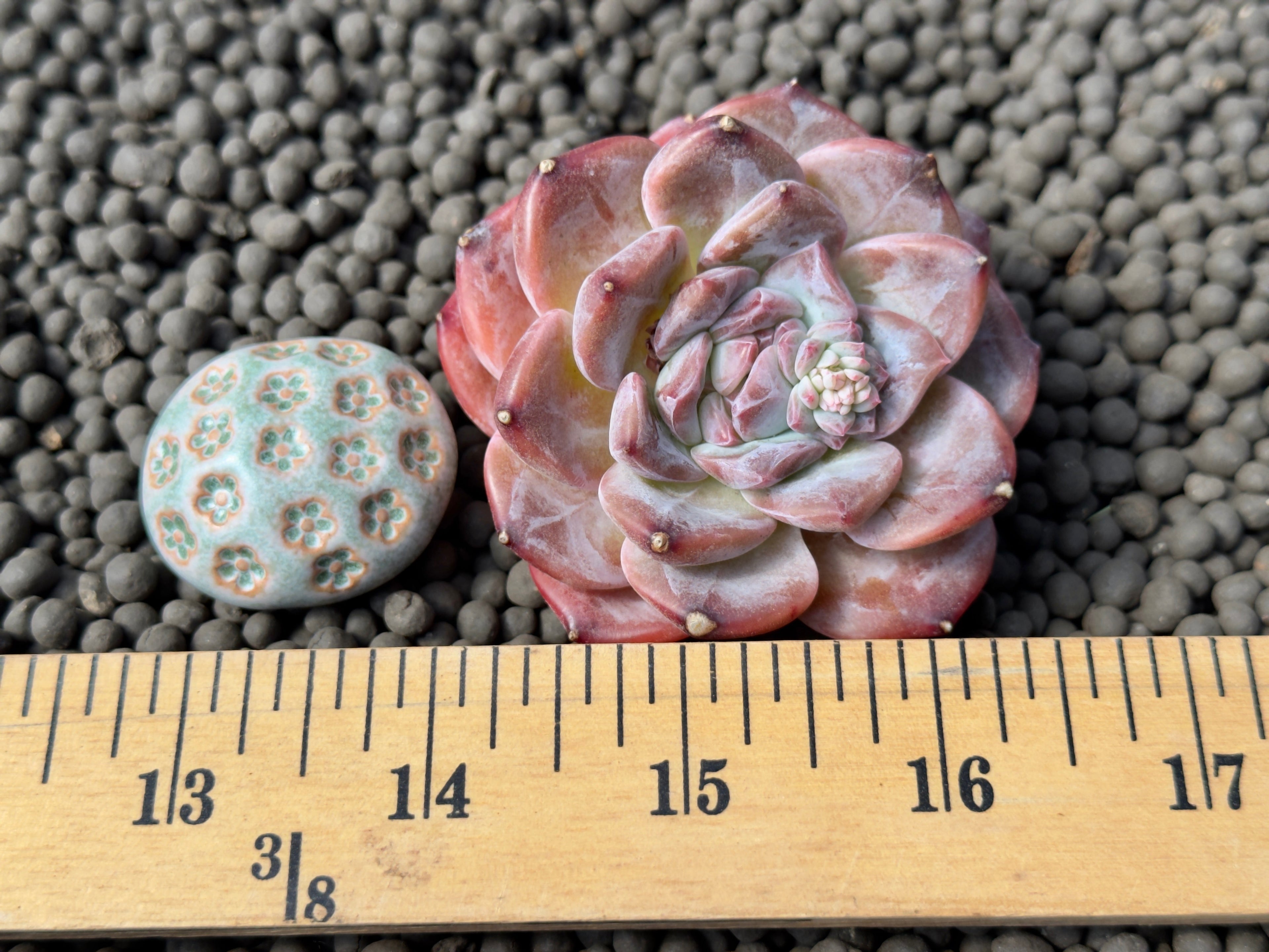 Echeveria Ice Soul Imported Succulent Plant