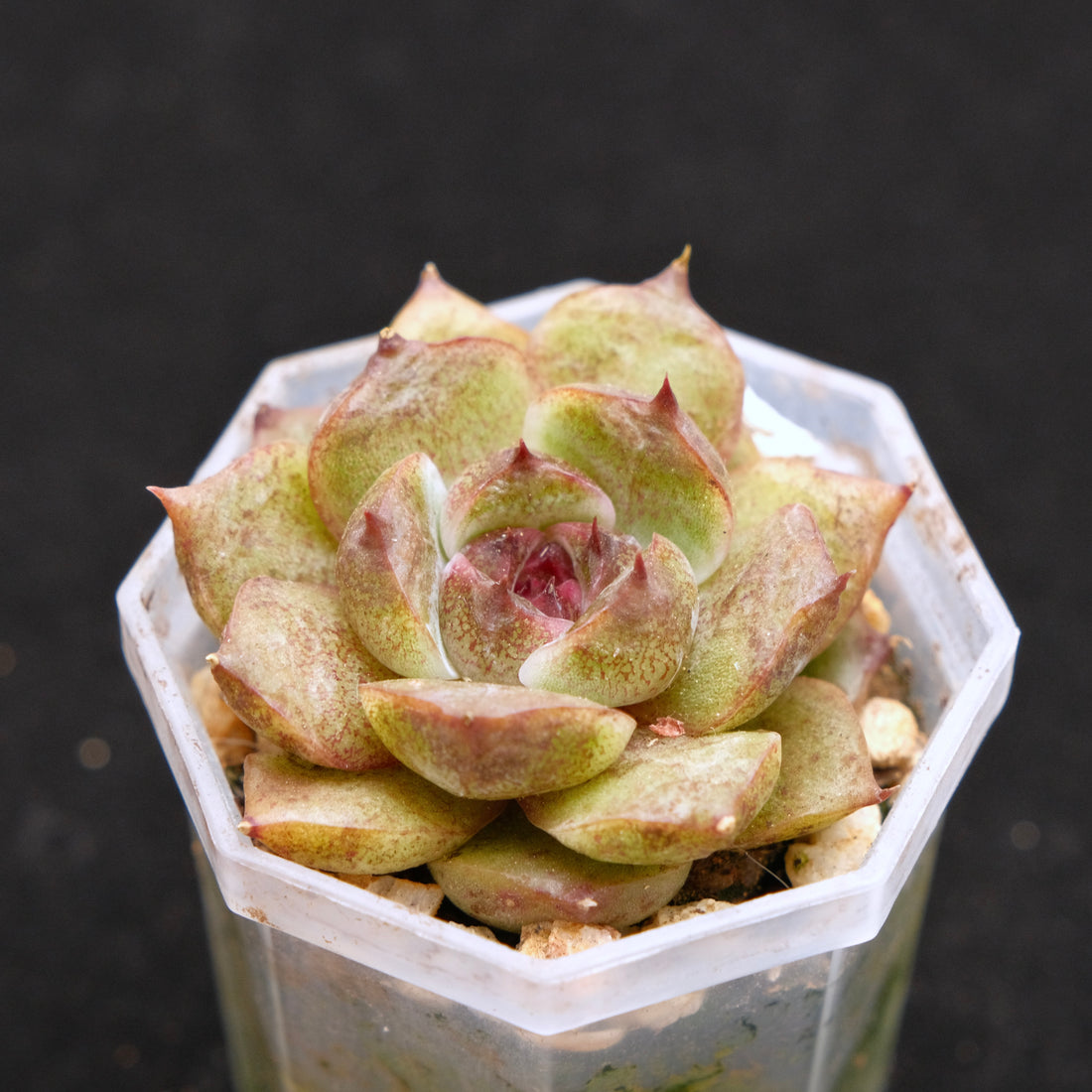 Echeveria Black Crystal Korean Succulent Plant