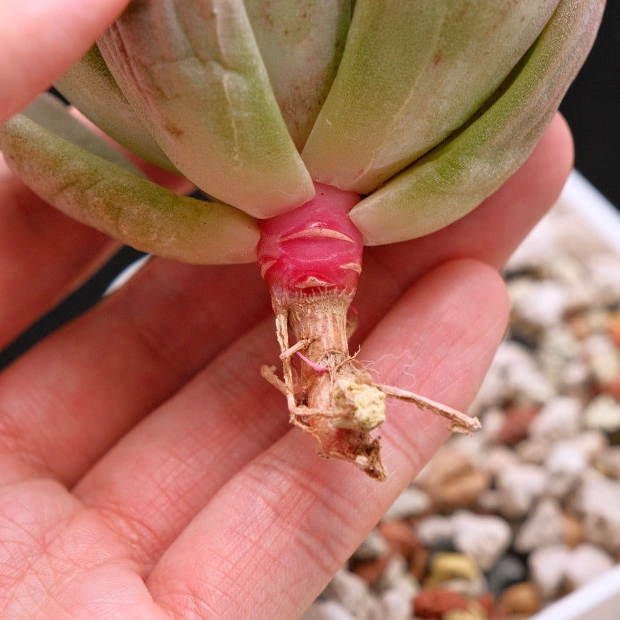 Echeveria Pink Tulip Korean Succulent Plant