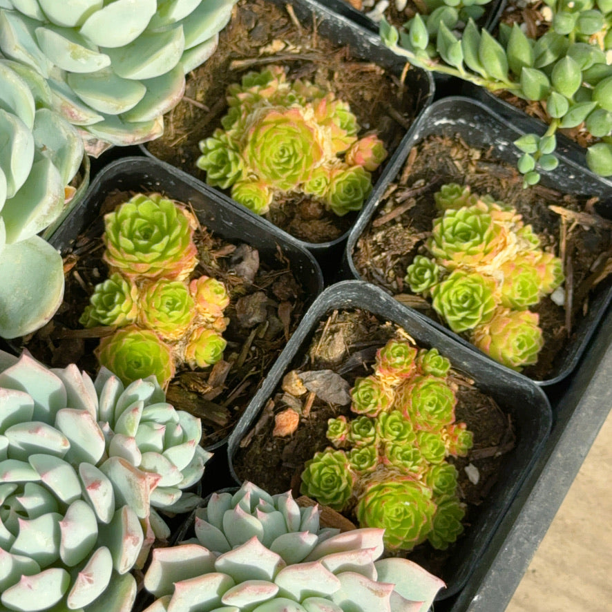 Rosularia platyphylla Succulent Plant