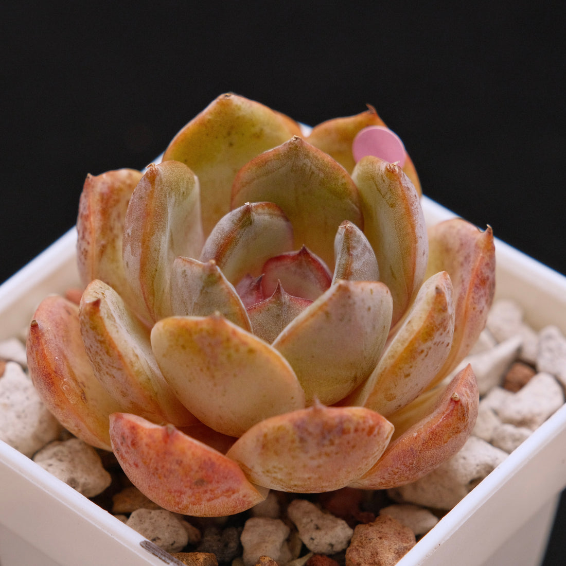 Echeveria Mirine Korean Succulent Plant