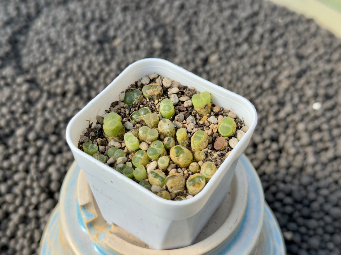 Conophytum devium seedlings Imported Succulent Plant