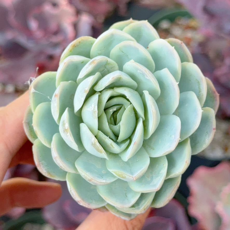 Echeveria elegans (bigger) Succulent Plant