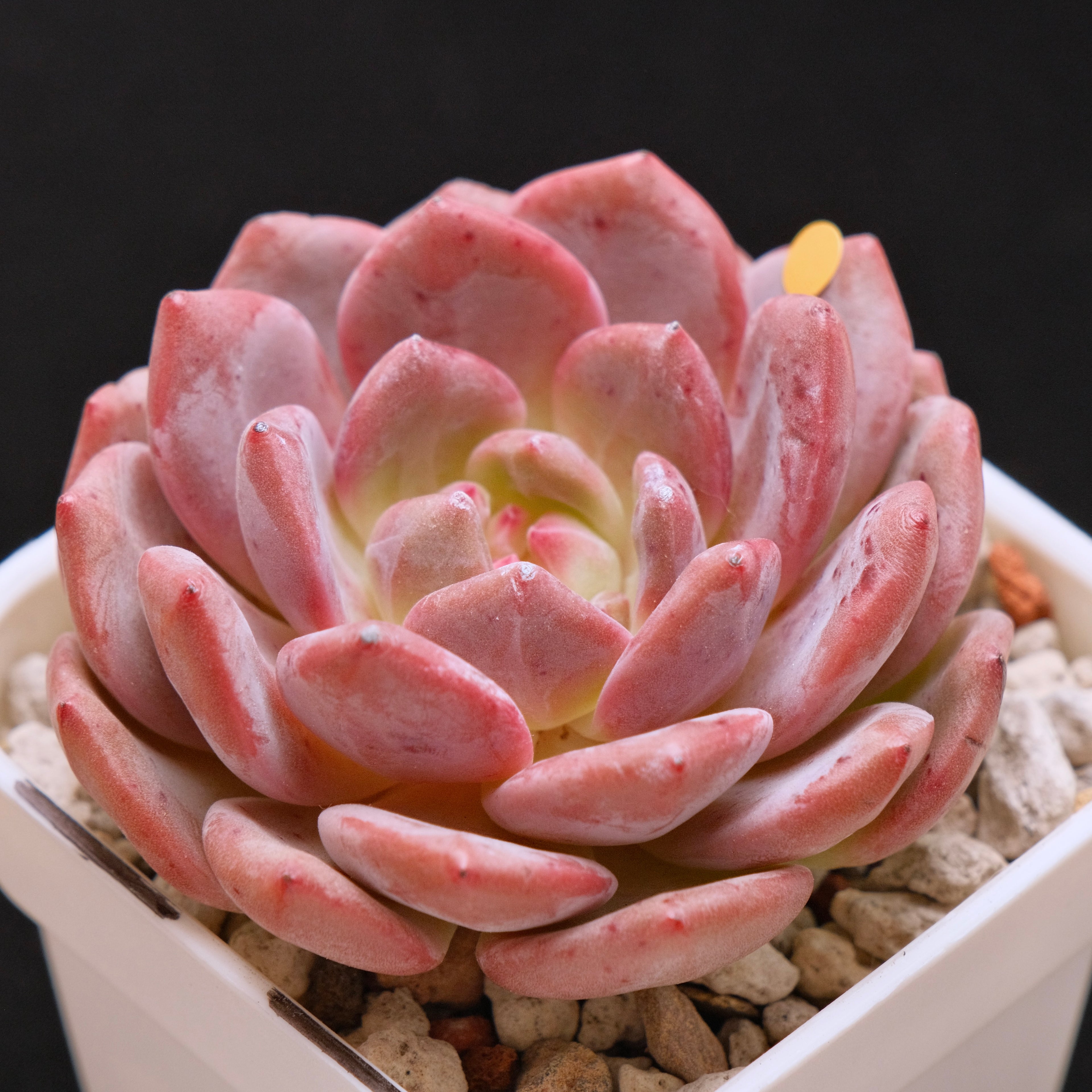 Echeveria Ariel Korean Succulent Plant