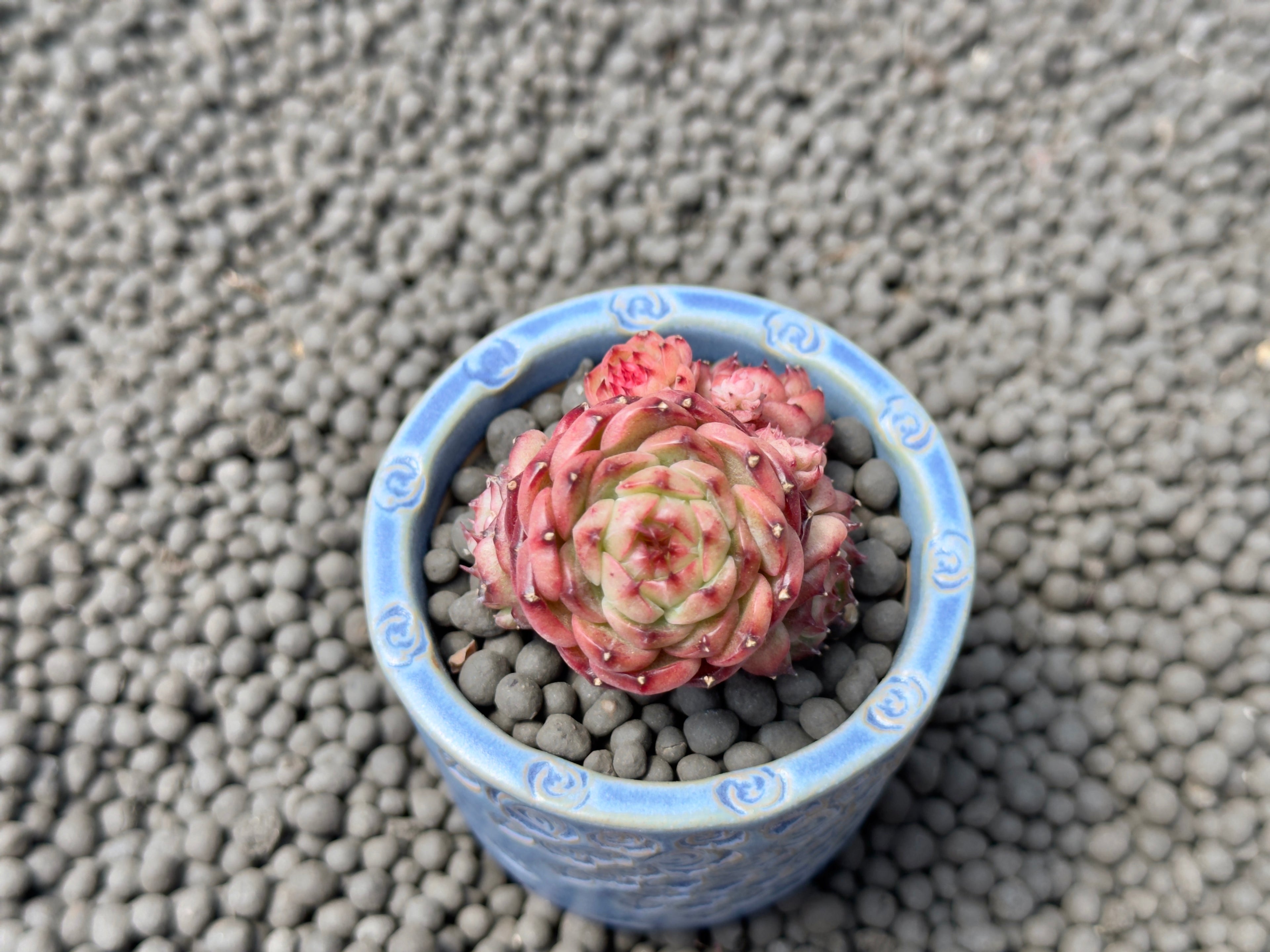 Echeveria Chocolate Mocha Imported Succulent Plant