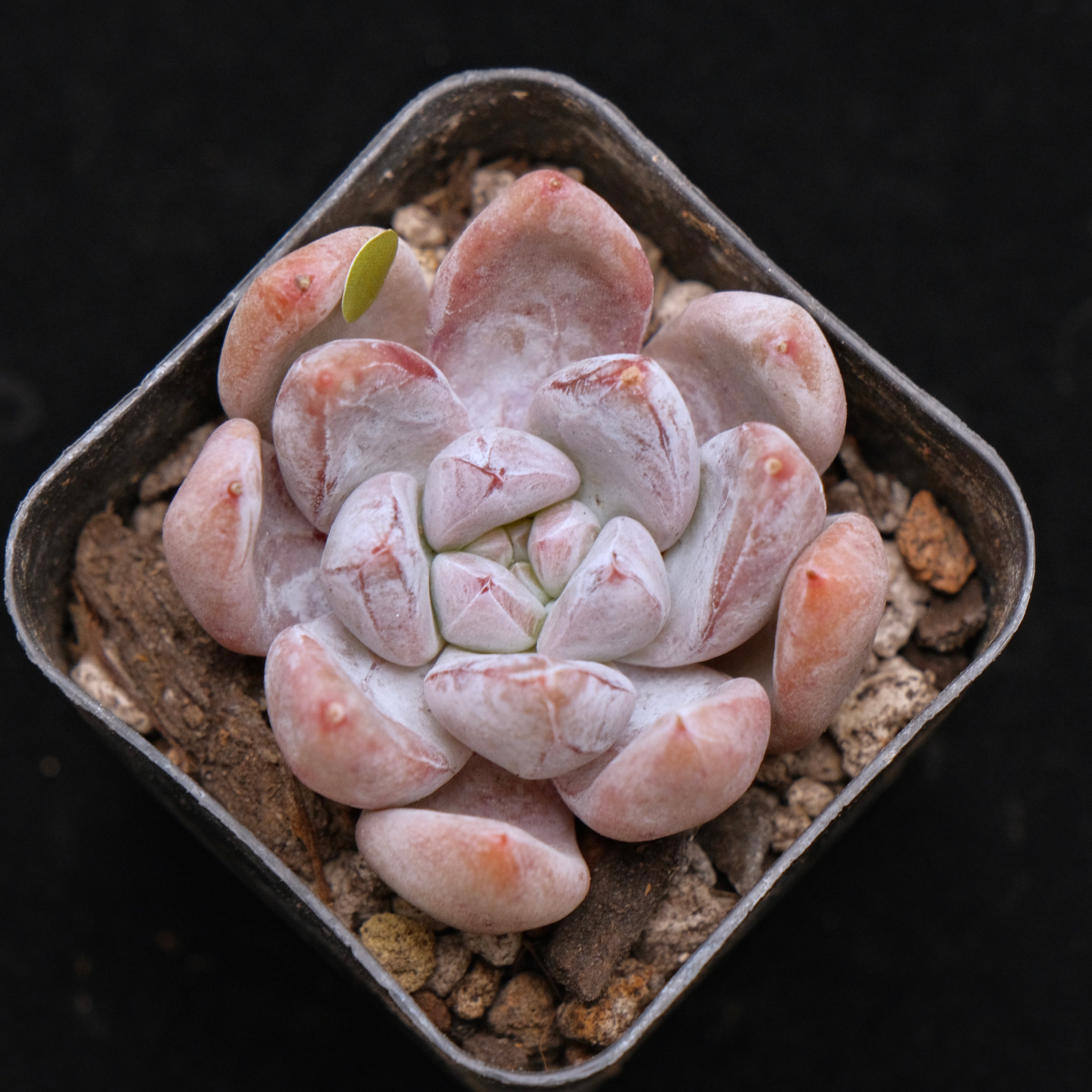 Echeveria Sugar Korean Succulent Plant