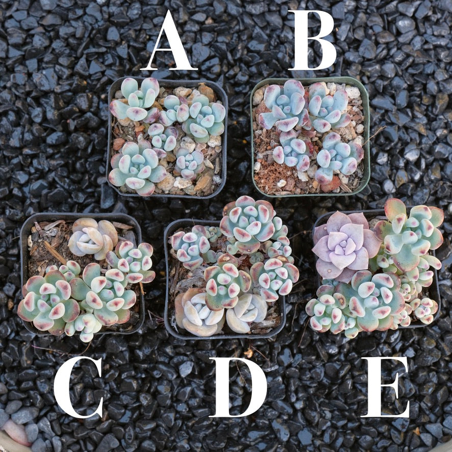 korean succulent farm Sedum commixtum Korean Succulent Plant – Succielife