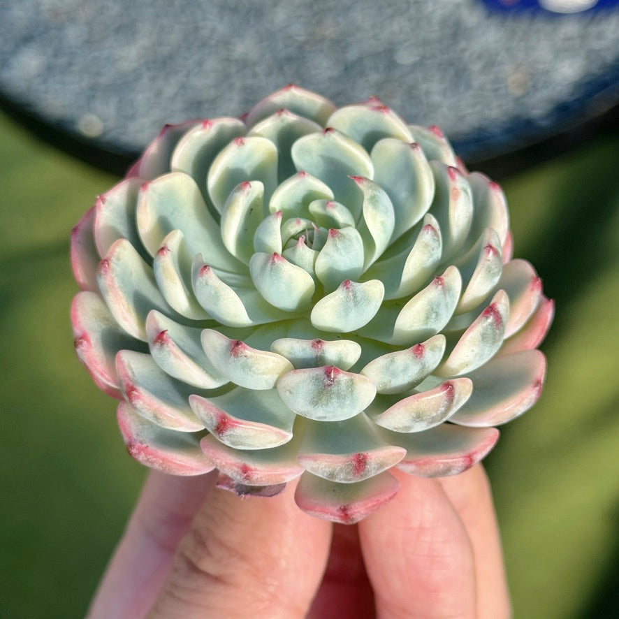 Variegated Echeveria Minima Succulent Plant A