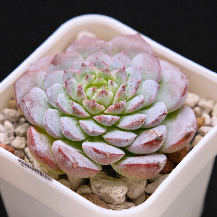 Echeveria Marcel hybrid Korean Succulent Plant