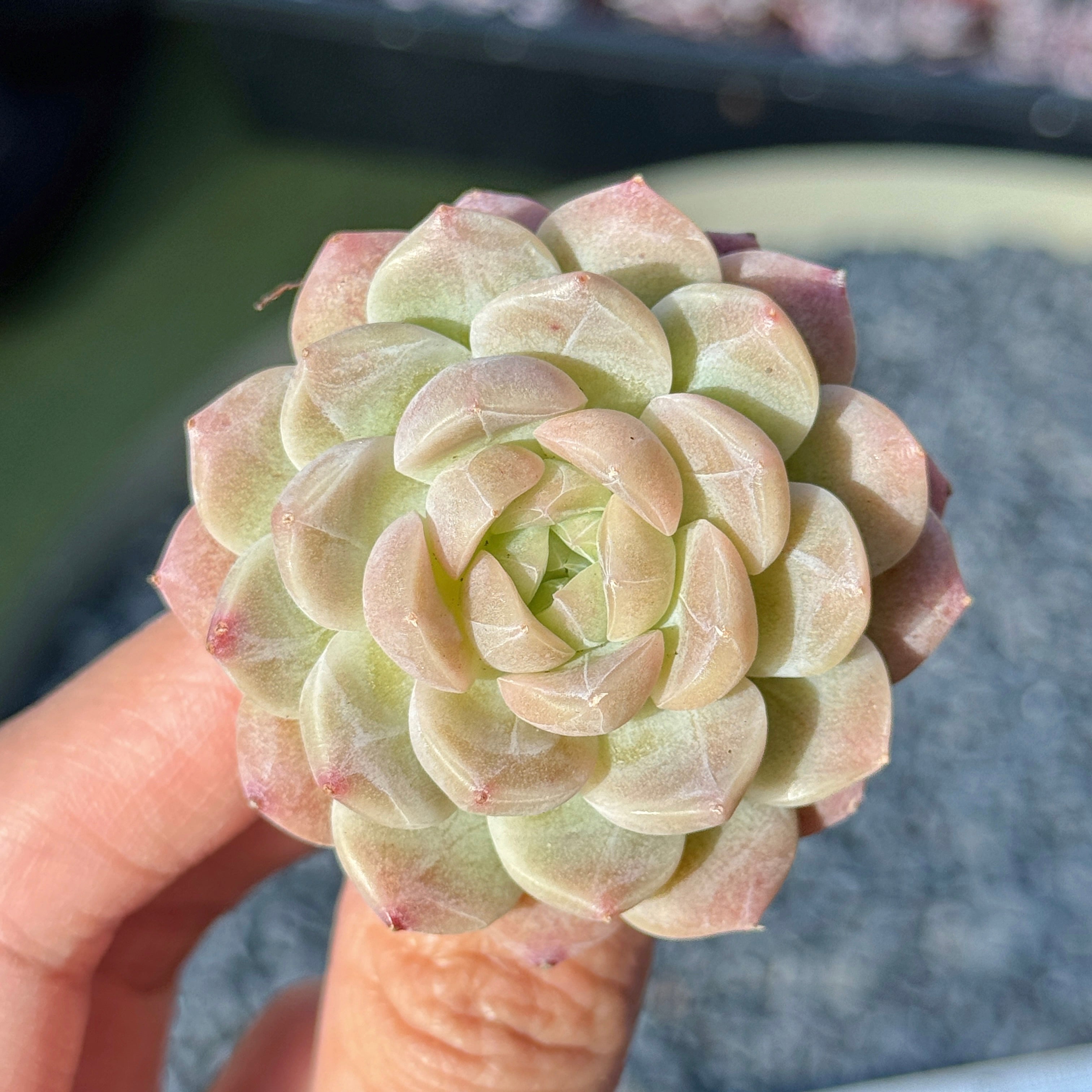 Echeveria Mystery Hybrid Succulent Plant E